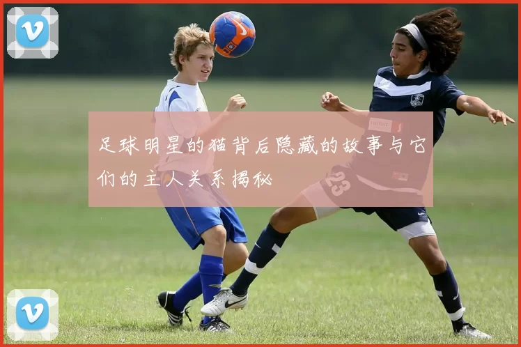 足球明星的猫背后隐藏的故事与它们的主人关系揭秘